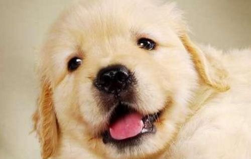 辨别纯种金毛幼犬-图1