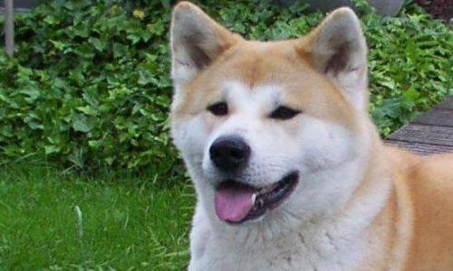 秋田犬价格一般多少钱