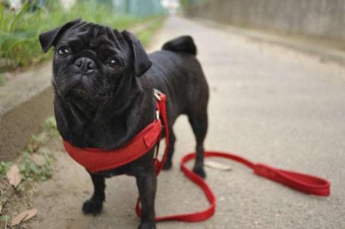 黑色巴哥犬为什么稀少-图1