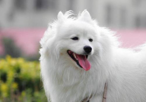 银狐犬和博美哪个贵-图1