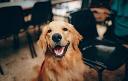 纯种金毛幼犬多少钱一只-图1