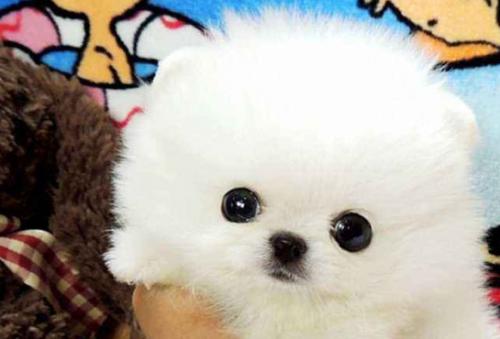白色茶杯犬价格是多少-图1