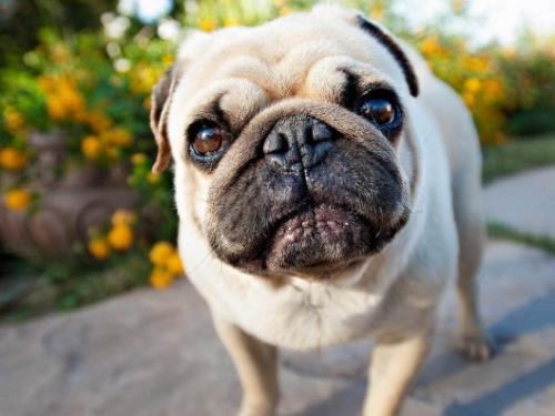 巴哥犬多少钱一只幼犬-图1