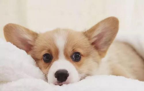 柯基犬的价格是多少-图1