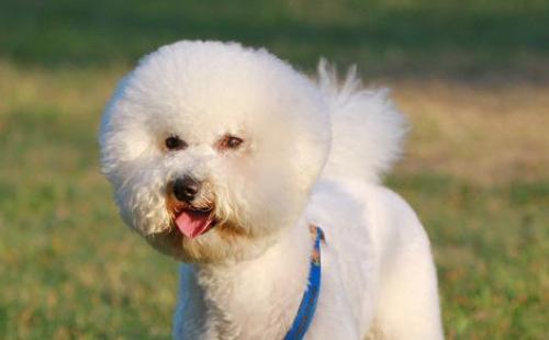 比熊犬一般多少钱一只-图1