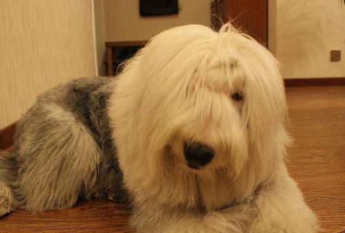 古牧幼犬价格大概多少