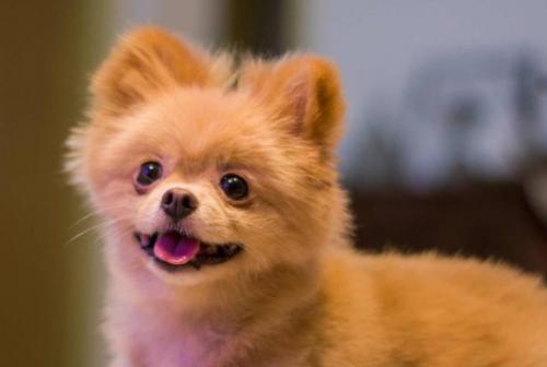 博美茶杯犬价格多少钱一只-图1