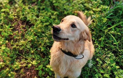 金毛幼犬价格有500元的吗-图1