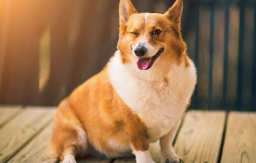 纯种柯基犬价格多少钱一只-图1