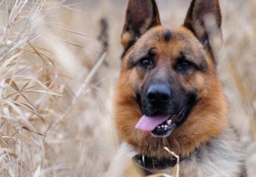 德国牧羊犬智商排第几-图1