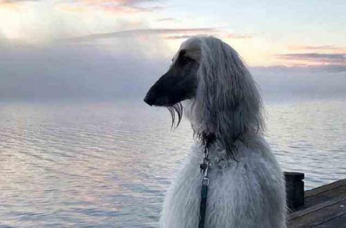 阿富汗猎犬为什么禁养-图1