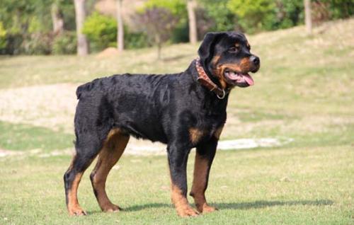 养罗威纳犬有什么坏处-图1