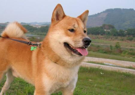 柴犬什么颜色贵-图1