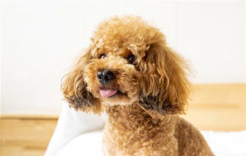 新手可以养哪些小型犬