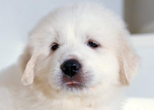 大白熊犬的价格是多少