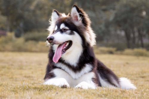 巨型阿拉斯加犬价格是多少-图1