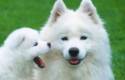 萨摩耶犬一般多少钱一只-图1