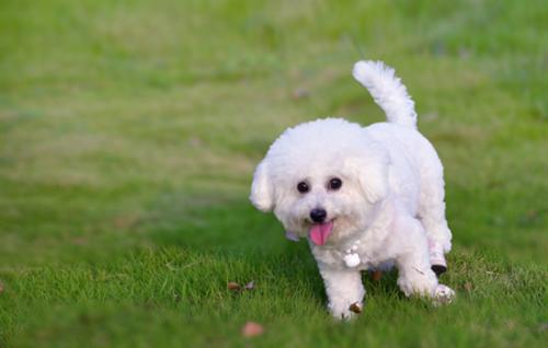 小熊犬是什么狗-图1