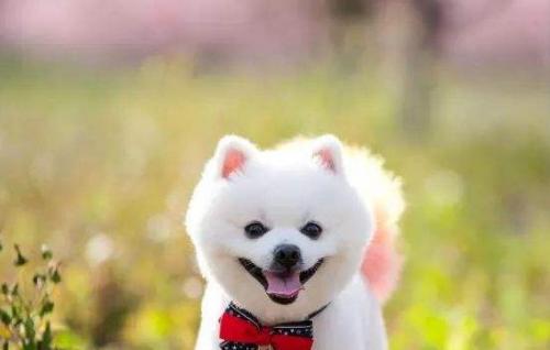 俊介狗狗多少钱一只