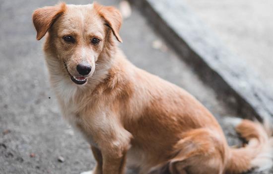 四个月的狗狗是幼犬吗-图1