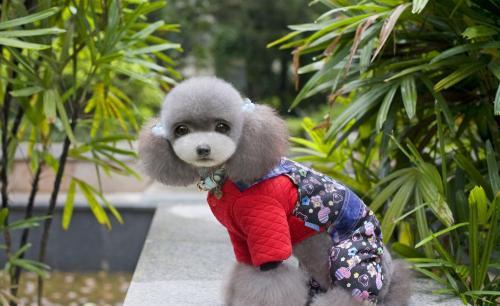 什么狗狗干净好养