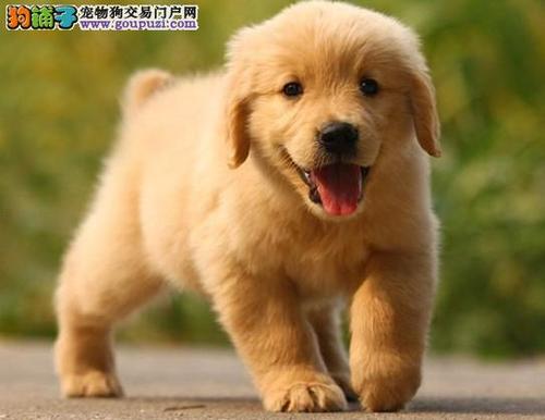 金毛幼犬一般多少钱