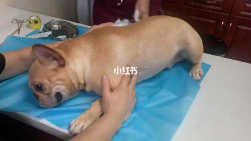 法斗为什么容易中暑