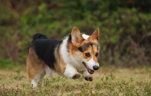 三色柯基犬价格一只多少钱？-1