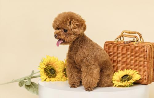 贵妇犬和泰迪有区别吗-图1