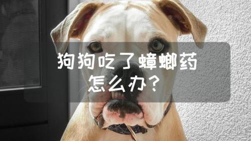 狗狗吃了蟑螂药粉末会不会死-图1