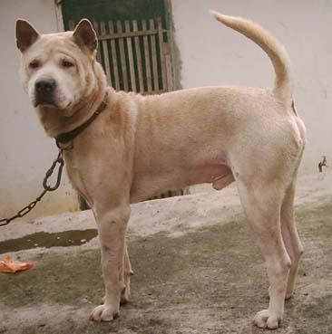 中华田园犬有哪些品种-图2