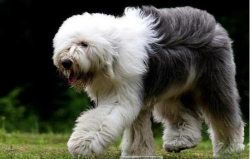 古牧是禁养犬吗-图1