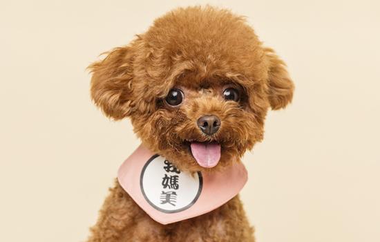 三个月狗狗怎么训练定点上厕所