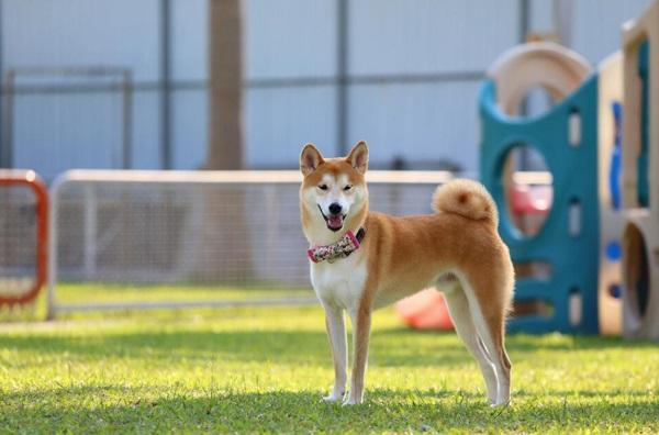 豆柴犬和柴犬区别-图1