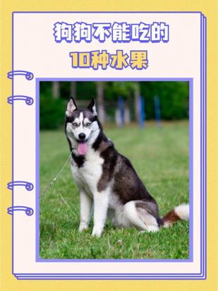 狗狗不能吃的水果-图2