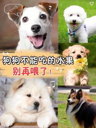 狗狗不能吃的水果-图1