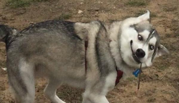 猎狐犬雷克斯读后感-图1