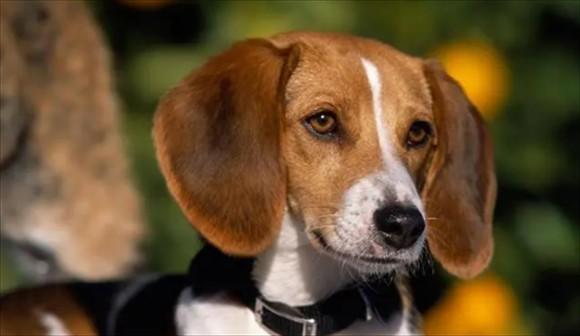 美国猎狐犬和比格犬的区别-图1