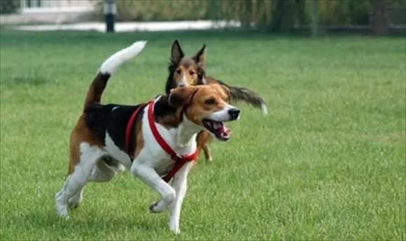 猎兔犬跟比格犬区别-图1
