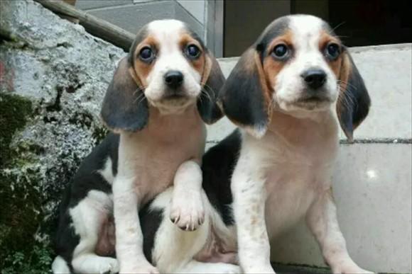 和比格犬外形相似的狗-图1