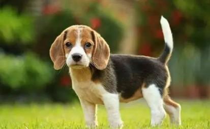 正宗比格犬多少钱一只-图1