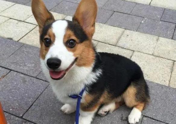三色的柯基犬优缺点是什么-图1