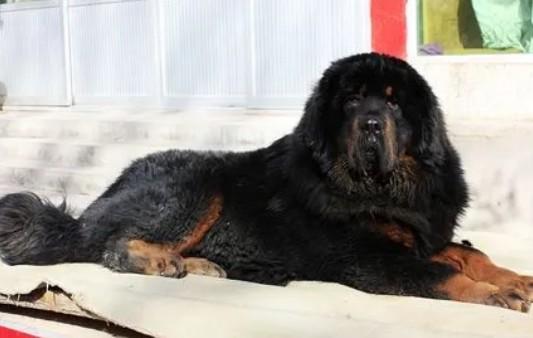 藏獒和玉树藏犬的区别-图1