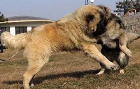 藏獒和高加索犬哪个厉害-图1