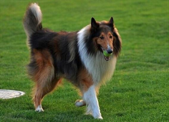 中型犬类品种大全-图1