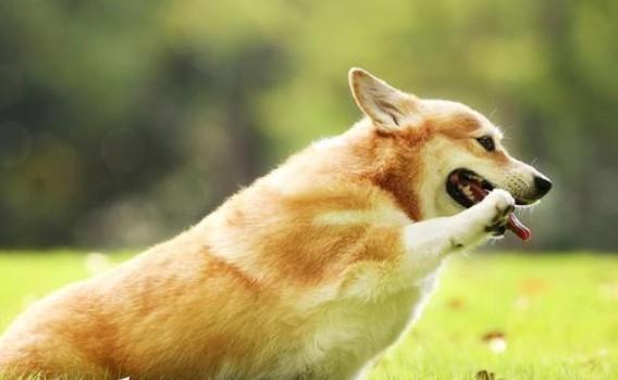 柯基犬适合小孩子养吗-图1
