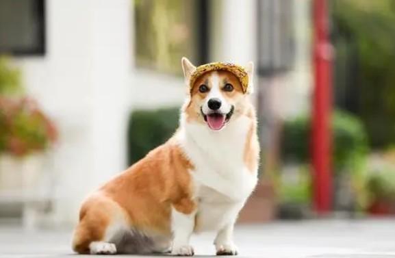 柯基犬为什么要剪尾巴-图1