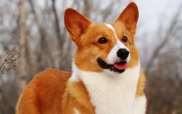 柯基犬可以吃鸡蛋吗-图1