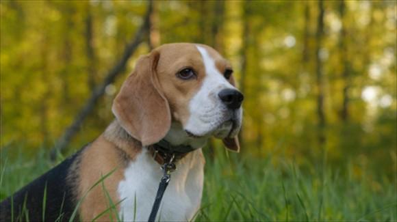 猎狐犬是比格犬吗