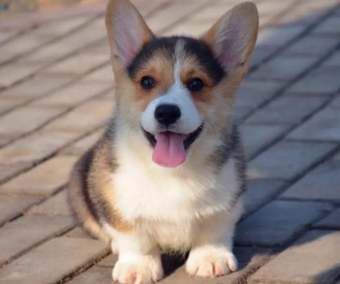 柯基犬能吃玉米吗-图1